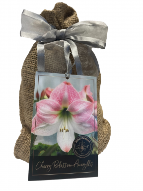 Cherry Blossom Amaryllis Bulb in Burlap Gift Bag!! Easy to Grow Bulbs-Includes Growing Medium